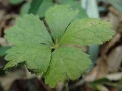 Sanicula chinensis