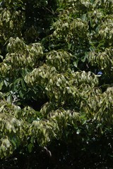 Dalbergia obovata