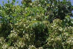 Dalbergia obovata