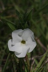 Thunbergia atriplicifolia