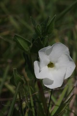 Thunbergia atriplicifolia