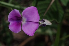 Vigna unguiculata