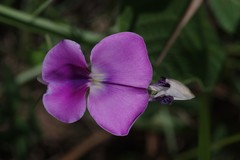 Vigna unguiculata