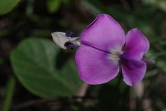 Vigna unguiculata