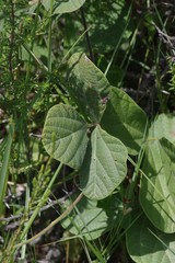 Vigna unguiculata