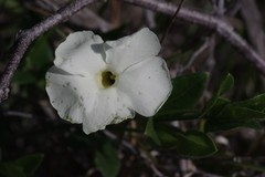 Thunbergia atriplicifolia