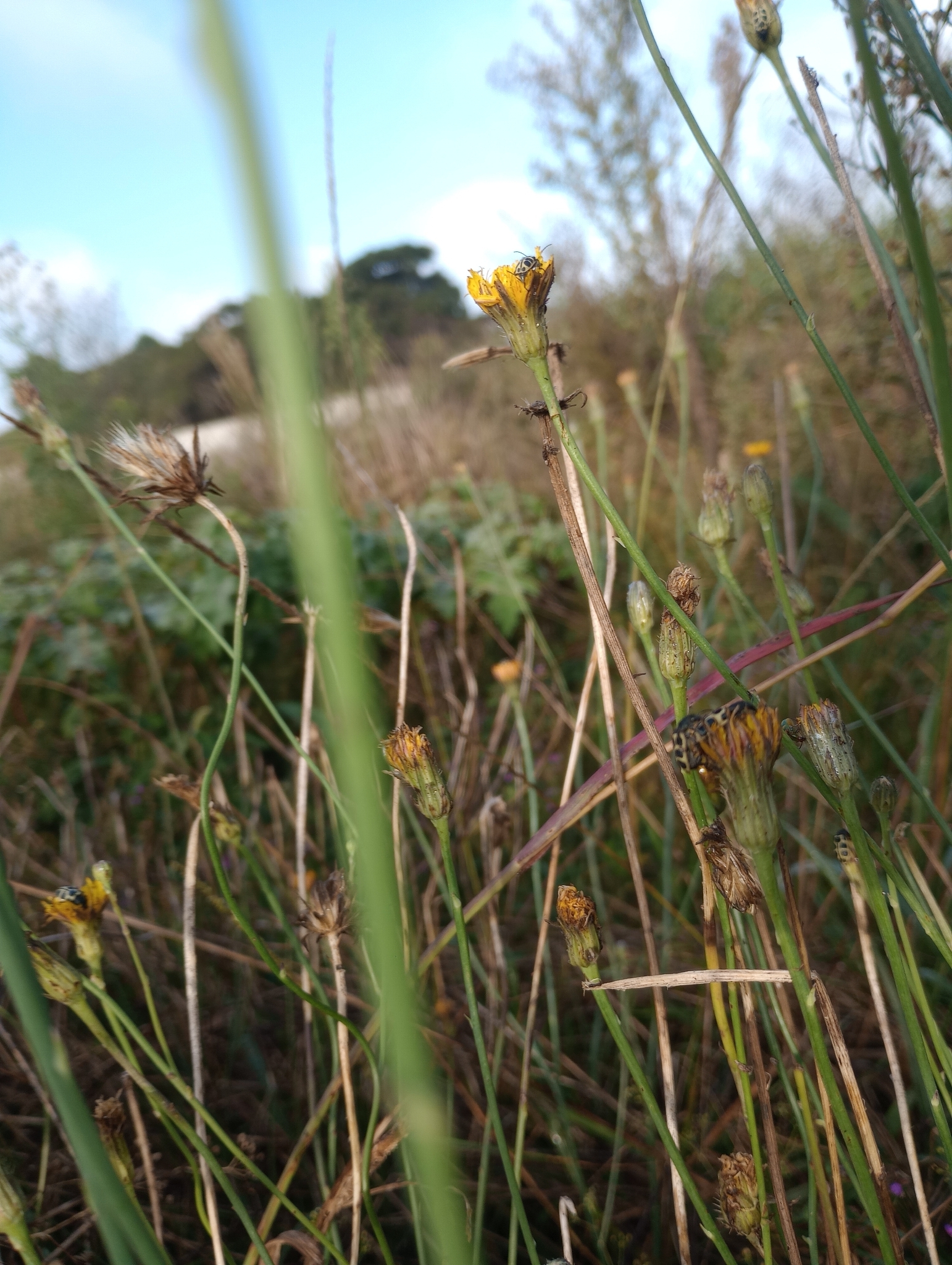 Hypochaeris radicata