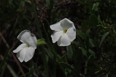 Thunbergia atriplicifolia