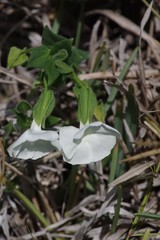 Thunbergia atriplicifolia