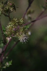 Berkheya bipinnatifida bipinnatifida