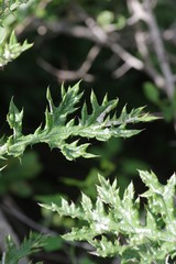 Berkheya bipinnatifida bipinnatifida