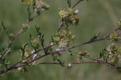 Berkheya bipinnatifida bipinnatifida