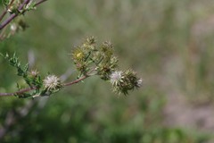 Berkheya bipinnatifida bipinnatifida