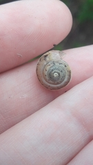 Monacha obstructa