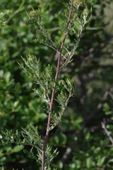 Berkheya bipinnatifida bipinnatifida