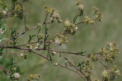 Berkheya bipinnatifida bipinnatifida