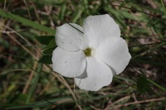 Thunbergia atriplicifolia