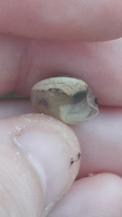 Monacha obstructa