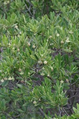 Diospyros dichrophylla