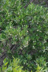 Diospyros dichrophylla