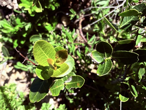 Climbing Saffron (Lauridia tetragona)