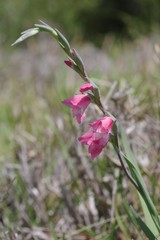 Gladiolus ochroleucus