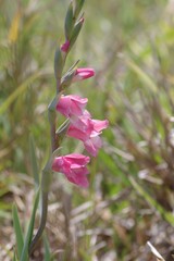 Gladiolus ochroleucus