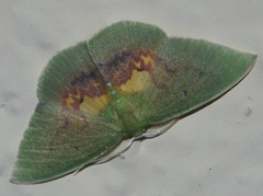 Tachychlora silena