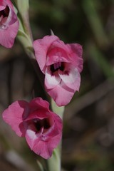 Gladiolus ochroleucus