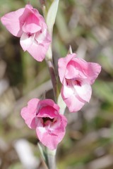Gladiolus ochroleucus
