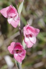 Gladiolus ochroleucus