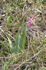 Gladiolus ochroleucus