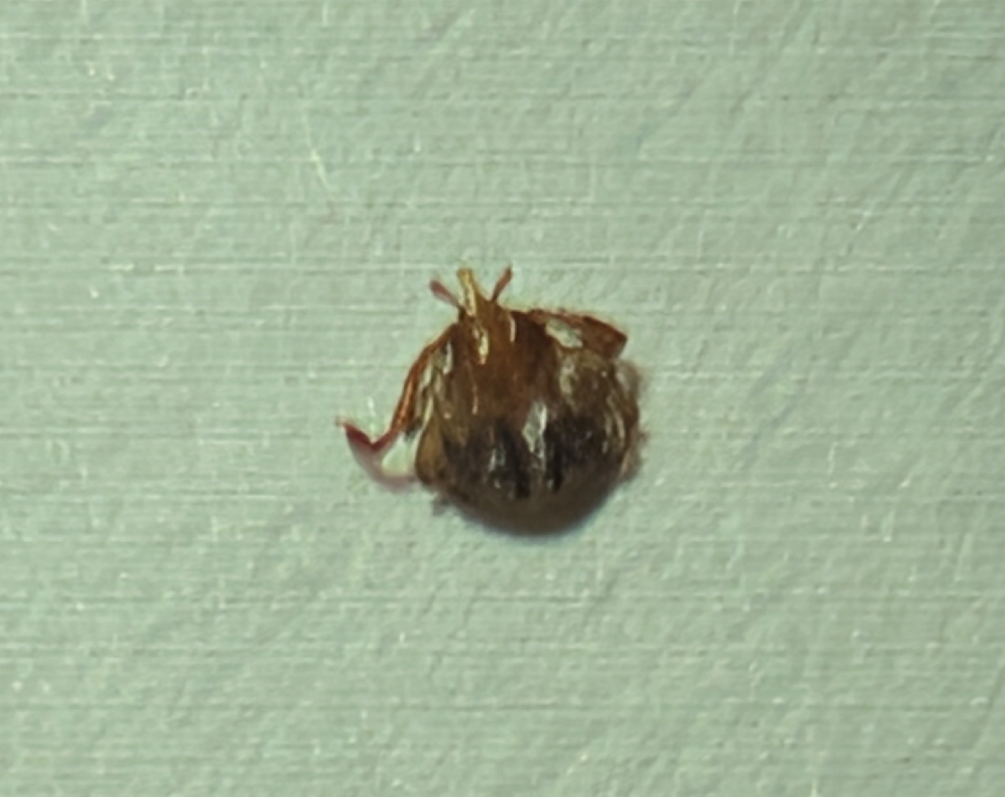Amblyomma americanum Linnaeus, 1758