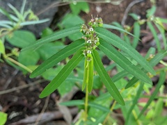 Euphorbia bifida