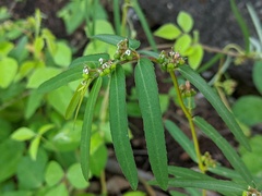Euphorbia bifida