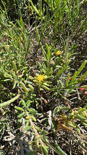 Marsh Jaumea (Jaumea carnosa)