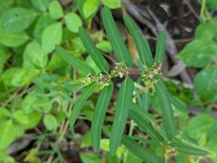 Euphorbia bifida
