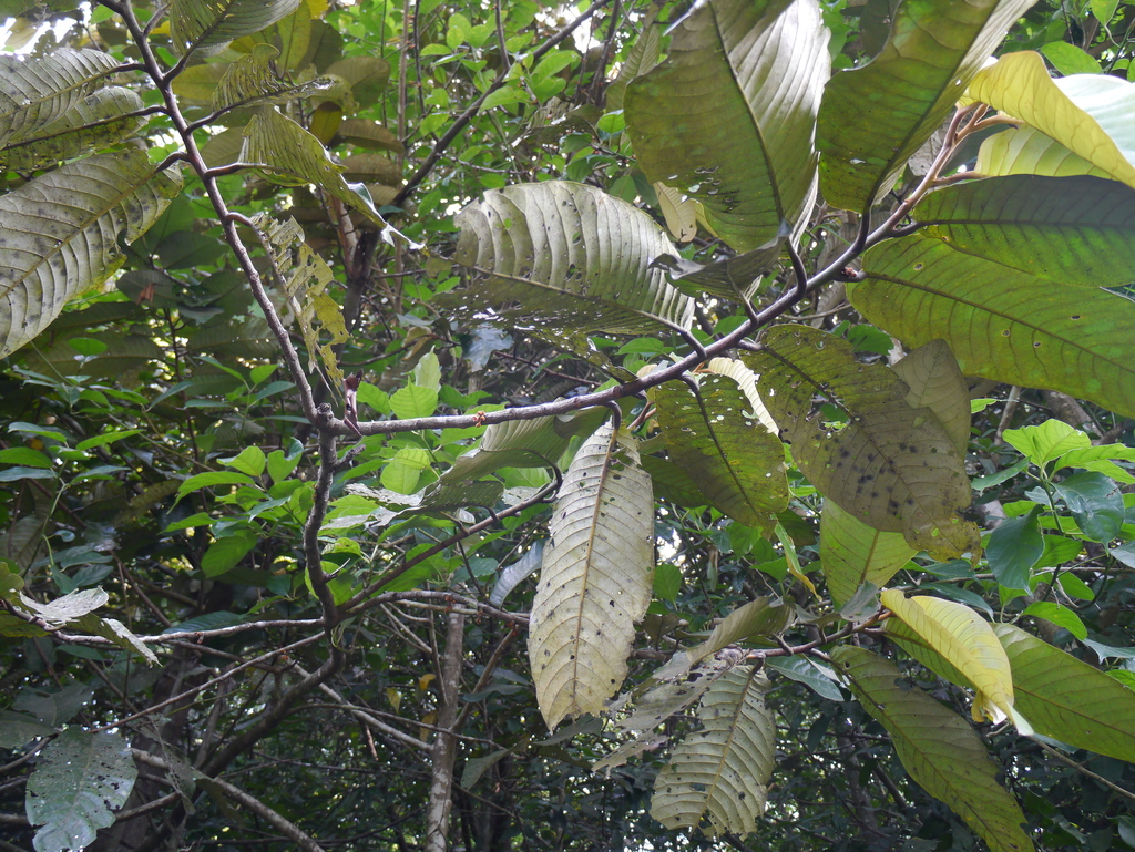Myristica magnifica