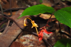 Globba atrosanguinea