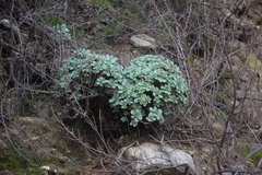 Aeonium haworthii