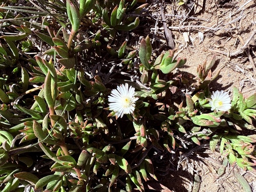 White Trailing Iceplant (Delosperma litorale)