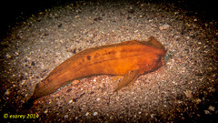 Ablabys macracanthus