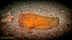 Ablabys macracanthus