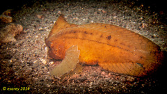 Ablabys macracanthus