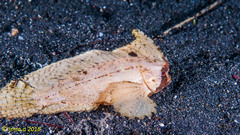 Ablabys macracanthus