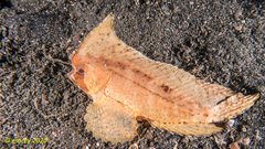 Ablabys macracanthus