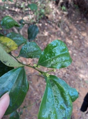 Dendrotrophe varians