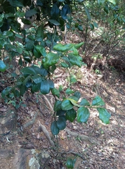 Dendrotrophe varians