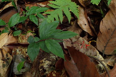 Globba atrosanguinea