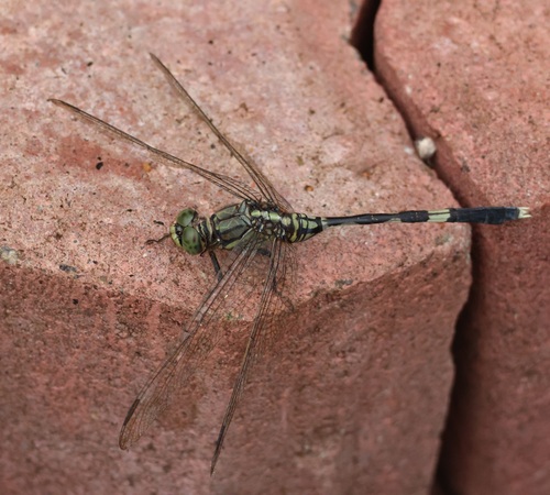 Slender Skimmer